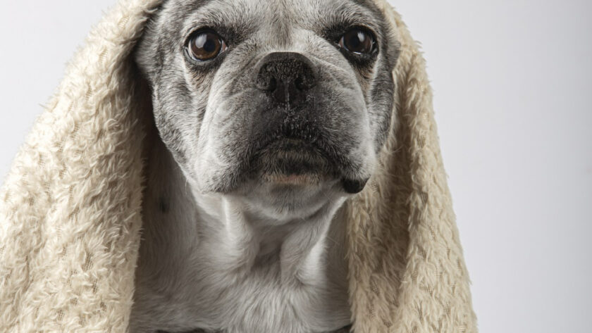 vertical-shot-french-bulldog-wrapped-blanket-isolated-white-background