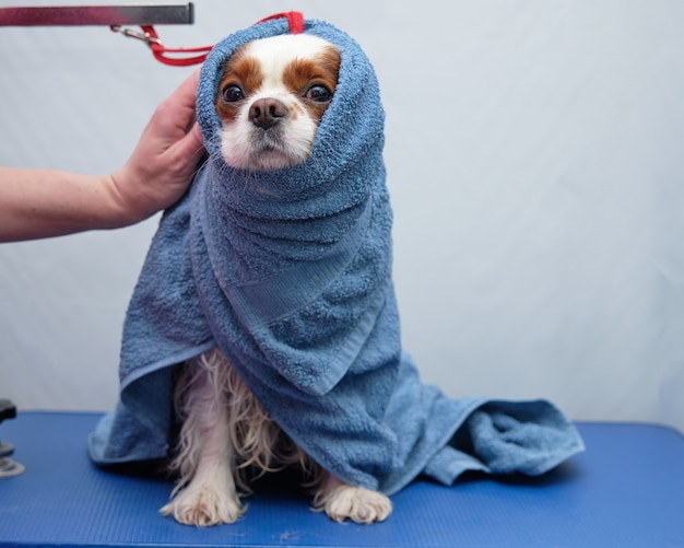 dog towel