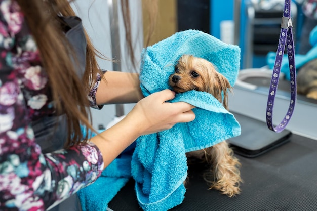 dog towel