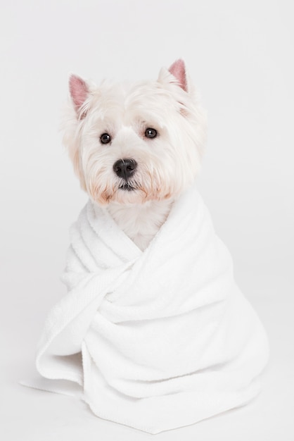 dog towel