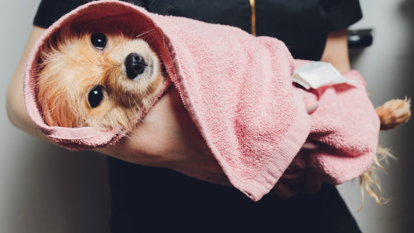 dog grooming towels