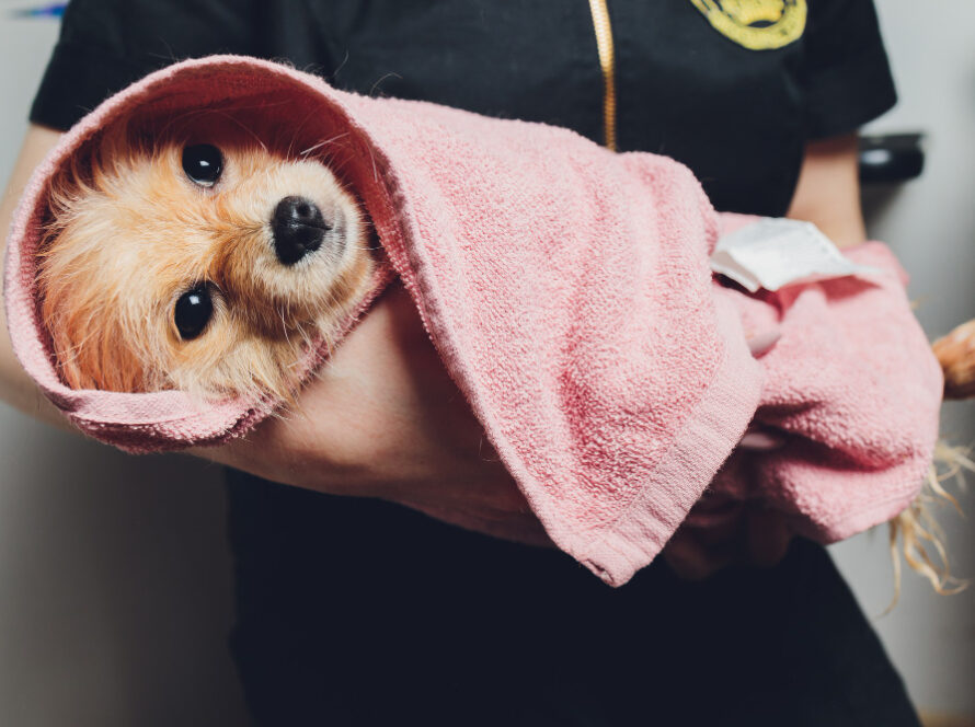 dog grooming towels