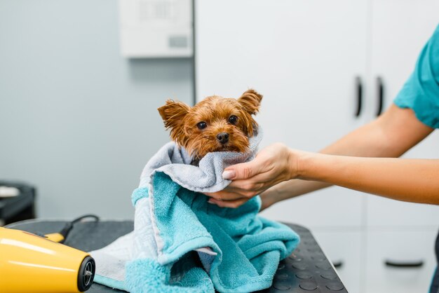 dog towel