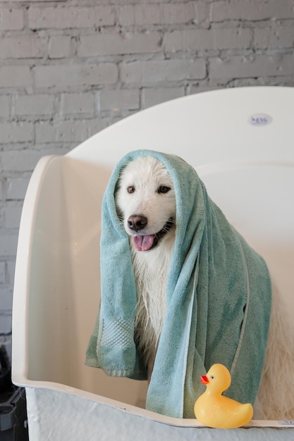 dog towel