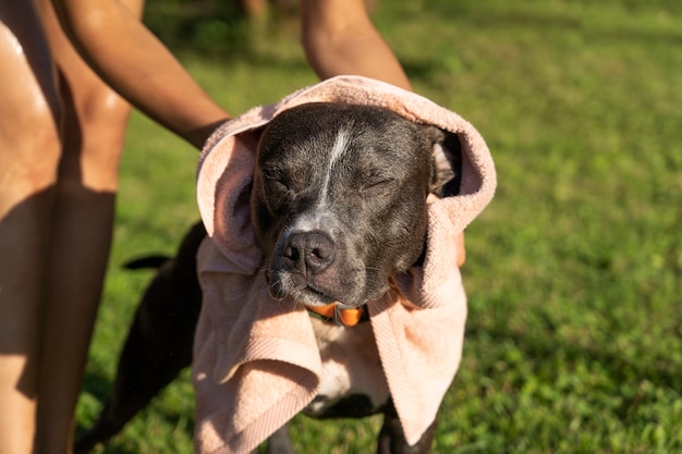 dog towel