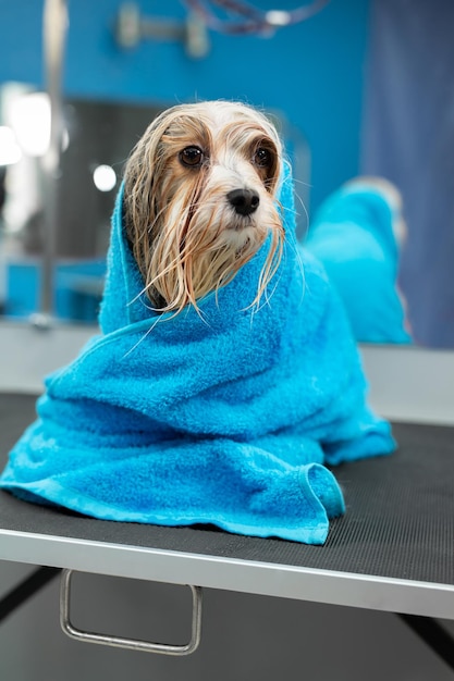 dog towel