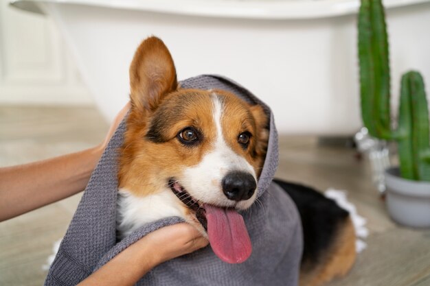 dog towel