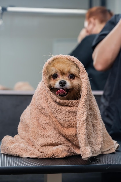 dog towel